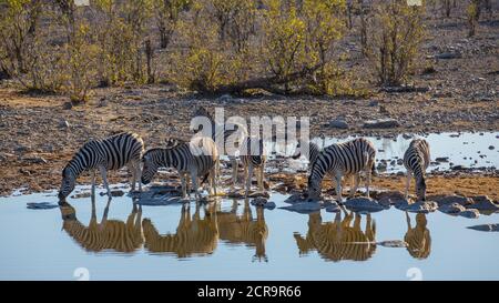 Zebraherde am Wasserloch Stockfoto