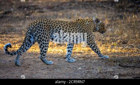 Leopard in der AfriCat Foundation Stockfoto