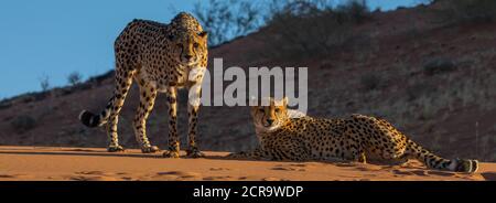 Geparden in den Tiras Bergen beim Kanaan Na'an Kuss Desert Retreat Stockfoto