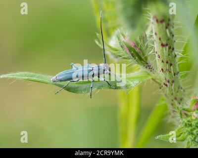 Dicht dichten Rollhals-Böll, Opsilia coerulescens, auf einem Blatt thront Stockfoto