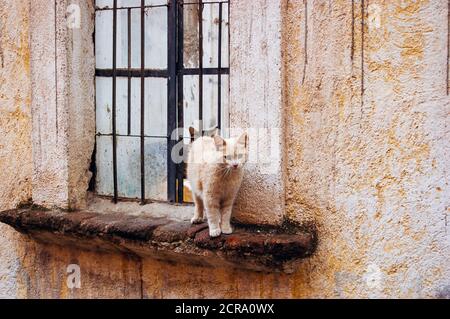 Zwei kleine Katzen stehen an der Fensterbank. Stockfoto