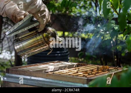 Imker raucht Bienen Stockfoto