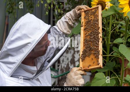 Imker kontrolliert Bienenstock Stockfoto