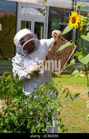 Imker kontrolliert Bienenstock Stockfoto