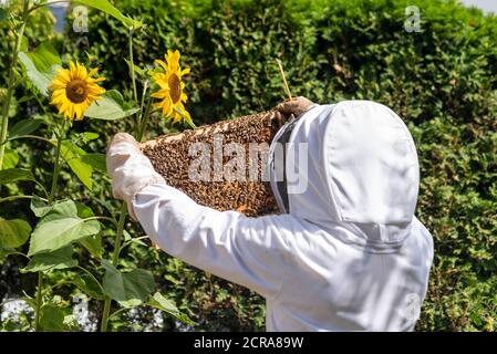 Imker kontrolliert Bienenstock Stockfoto