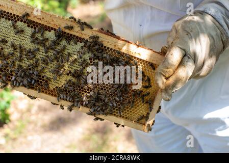 Imker kontrolliert Bienenstock Stockfoto