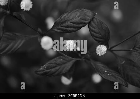 Selektiver Fokus Makrobild mit geringer Schärfentiefe in Weiß Blumen mit dunklem Hintergrund in monochrom Stockfoto