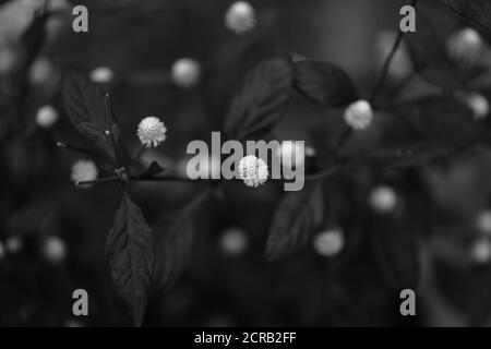 Selektiver Fokus Makrobild mit geringer Schärfentiefe in Weiß Blumen mit dunklem Hintergrund in monochrom Stockfoto