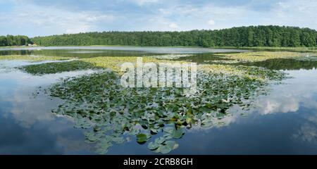 Mecklenburgische Seenplatte, Kagar, Idylle am Kagarsee, Seerosen, Panorama Stockfoto