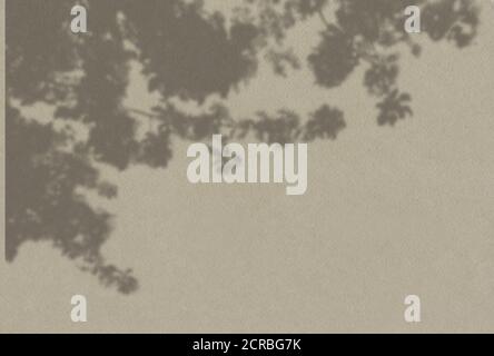 Sommer Hintergrund der Pflanzen Schatten. Schatten von Baumblättern an einer weißen Wand. Weiß und Schwarz, um ein Foto oder Mockup zu überlagern Stockfoto