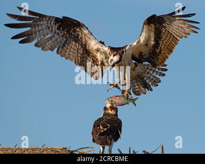 Jungtiere Fischadler sieht von Nest aus, als Erwachsener mit eintrifft Fisch Stockfoto