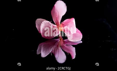 Rosafarben kleine Blume Reflexion auf dem Spiegel dunklen Hintergrund Stockfoto