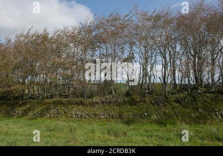Herbstblatt der Buche (Fagus sylvatica) Wächst in einer Hecke auf einer grasbewachsenen Bank auf der Moorland des Exmoor National Park in Rural Somerset Stockfoto