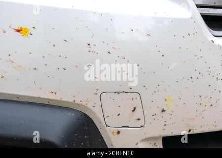 Zerschmetterte Insekt auf weißem Autostoßfänger. Zerquetschen Sie die Mücken und Mücken an der Vorderseite des Fahrzeugs. Stockfoto