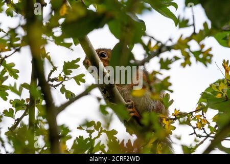 Graues Eichhörnchen versteckt im Baum Stockfoto