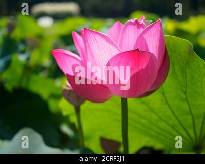 Lotusblume (Nelumbo nucifera) in einem Garten in Tokio, Japan Stockfoto