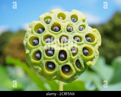 Lotusblütenkernkopf (Nelumbo nucifera) in einem Garten in Tokio, Japan Stockfoto