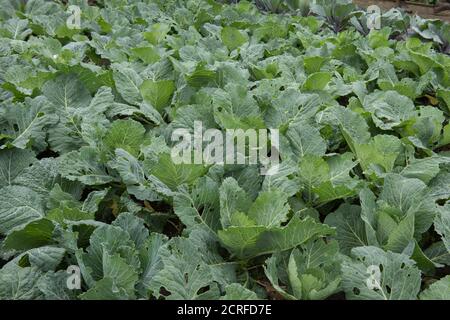 Selbstgewachsener Bio-Savoy-Kohl (Brassica oleracea 'Spinel'), der auf einer Zuteilung in einem Gemüsegarten in Rural Devon, England, Großbritannien, wächst Stockfoto