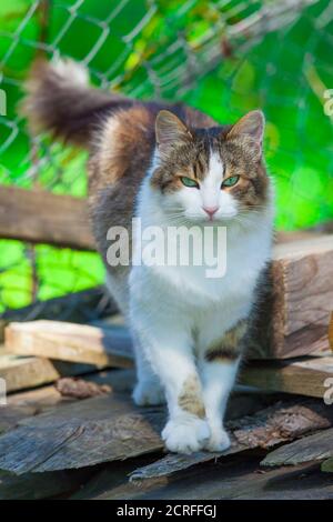 Cute Ragdoll Katze im Freien in der Natur Blick auf Kamera. Konzentrieren Sie sich auf den Kopf Stockfoto