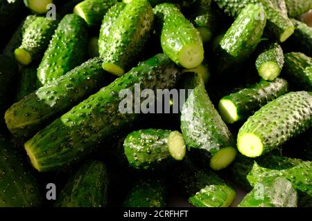 Grüne frische Gurke, Gurken Hintergrund hartes Licht. Stockfoto