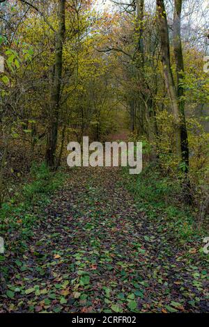 Herbstlicher Trail. Ein Weg durch einen herbstlichen Wald. Allee mit Bäumen ohne Blätter. Stockfoto
