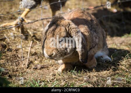 Braunes Kaninchen mit Floppy-Ohren Stockfoto