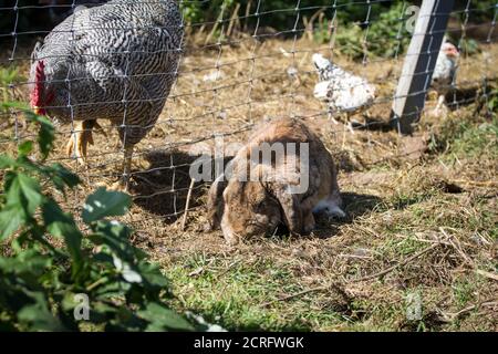 Braunes Kaninchen mit Floppyohren und Huhn im Hintergrund Stockfoto