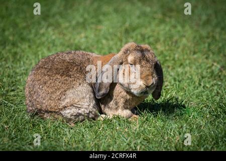 Braunes Kaninchen mit Floppohren auf einer Wiese Stockfoto