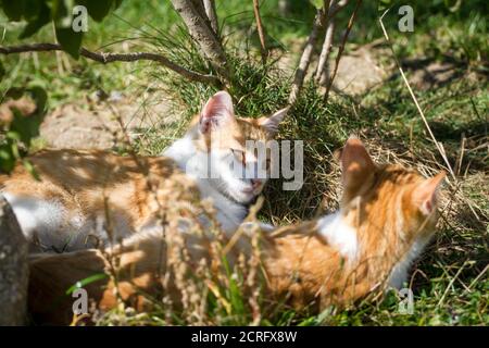 Zwei junge rote tom-Katzen spielen Stockfoto