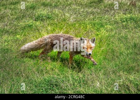 Nahaufnahme eines grauen Fuchses auf dem grünen Gras Stockfoto