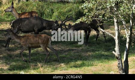 Zwei Hirsche mit Geweih kämpfen auf einer Wiese in einem Bruntzeit Stockfoto