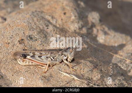 Kanarische Zange Heuschrecke Calliptamus plebeius. Integral Natural Reserve von Inagua. Gran Canaria. Kanarische Inseln. Spanien. Stockfoto