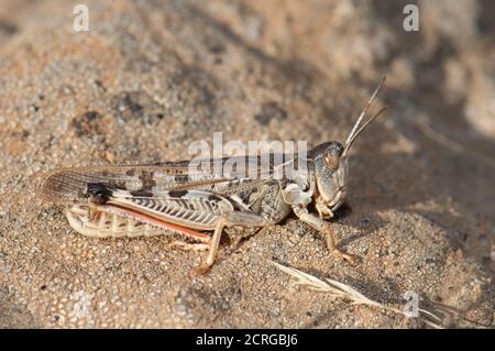 Kanarische Zange Heuschrecke Calliptamus plebeius. Integral Natural Reserve von Inagua. Gran Canaria. Kanarische Inseln. Spanien. Stockfoto