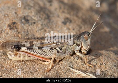 Kanarische Zange Heuschrecke Calliptamus plebeius. Integral Natural Reserve von Inagua. Gran Canaria. Kanarische Inseln. Spanien. Stockfoto