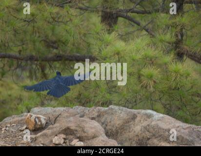 Gemeiner Rabe Corvus corax canariensis fliegender. Integral Natural Reserve von Inagua. Tejeda. Gran Canaria. Kanarische Inseln. Spanien. Stockfoto