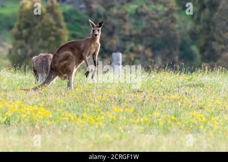 Kängurus im Fahrerlager von Gresford in der Hunter Region von NSW, Australien Stockfoto