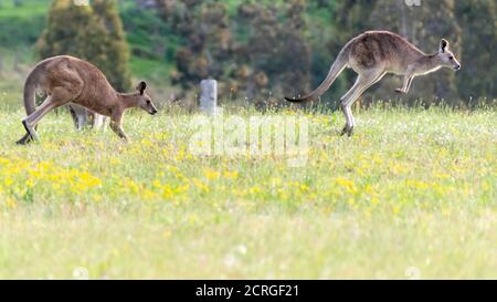 Kängurus im Fahrerlager von Gresford in der Hunter Region von NSW, Australien Stockfoto