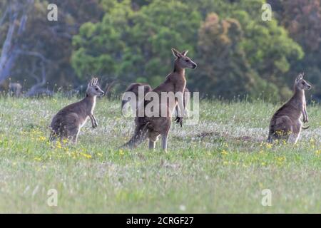 Kängurus im Fahrerlager von Gresford in der Hunter Region von NSW, Australien Stockfoto