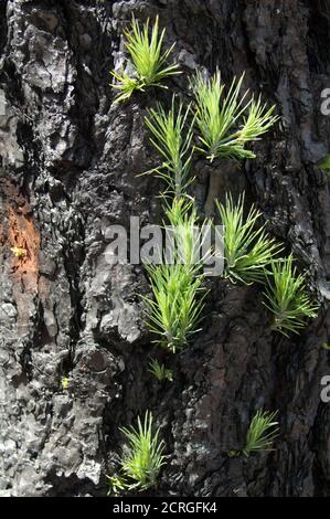 Sprossen auf verbranntem Stamm der Kanarienkiefer Pinus canariensis. Der Nublo Rural Park. Gran Canaria. Spanien. Stockfoto
