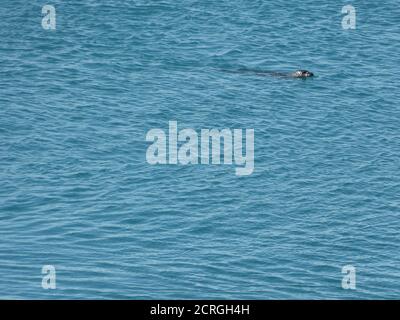 Seekalb, Seehund, Tierrobbe schwimmt in kalten Gewässern vor der Nordküste Islands. Nadelspitzen. Seehund in blauen Wellen. Stockfoto