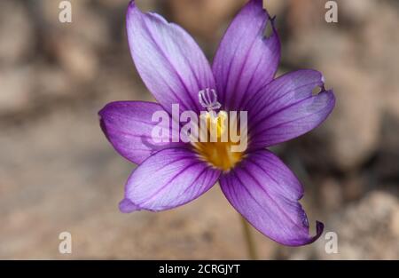 Die Blume des Sandkrokus Romulea columnae. Integrales Naturschutzgebiet von Inagua. Gran Canaria. Kanarische Inseln. Spanien. Stockfoto