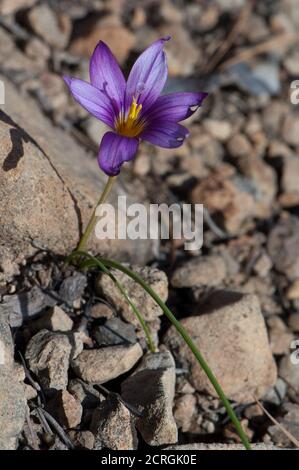 Die Blume des Sandkrokus Romulea columnae. Integrales Naturschutzgebiet von Inagua. Gran Canaria. Kanarische Inseln. Spanien. Stockfoto