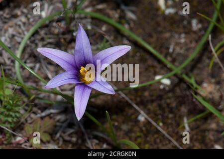 Die Blume des Sandkrokus Romulea columnae. Integrales Naturschutzgebiet von Inagua. Gran Canaria. Kanarische Inseln. Spanien. Stockfoto