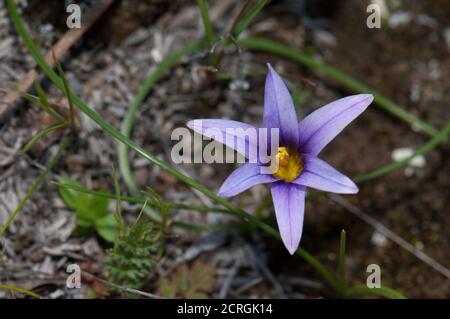 Die Blume des Sandkrokus Romulea columnae. Integrales Naturschutzgebiet von Inagua. Gran Canaria. Kanarische Inseln. Spanien. Stockfoto