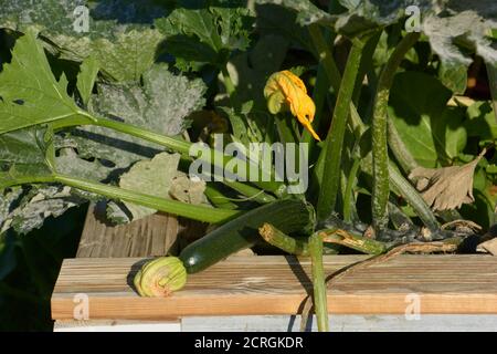 Junge einfarbige Zucchini oder Zucchini Pflanze mit gelben Blüten Stockfoto