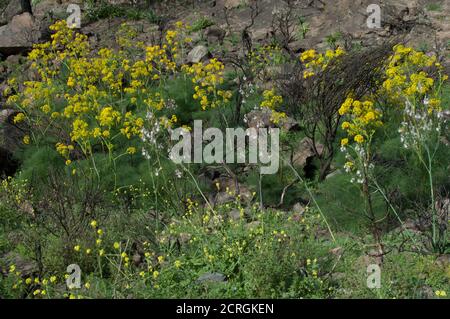 Gelbe Blüten von Ferula linkii und weiße Blüten von Sommer asphodelus aestivus. Der Nublo Rural Park. Gran Canaria. Kanarische Inseln. Spanien. Stockfoto