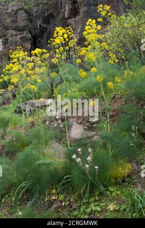 Gelbe Blüten von Ferula linkii und weiße Blüten von Sommer asphodelus aestivus. Inagua. Gran Canaria. Kanarische Inseln. Spanien. Stockfoto