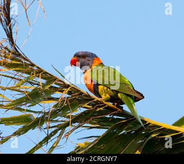 Rothalslorikeet (Trichoglossus rubriterquis) auf einer Palmwedel thront, Batchelor, Northern Territory, NT, Australien Stockfoto
