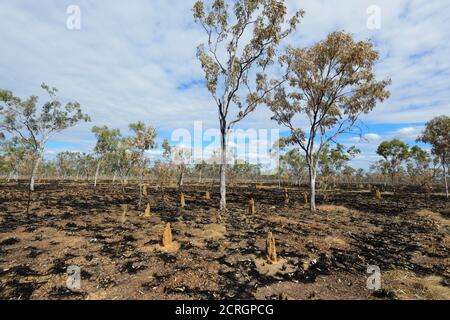 Termitenhügel, die nach einer kontrollierten Verbrennung im Outback, nahe Borroloola, Northern Territory, NT, Australien, aufragen Stockfoto