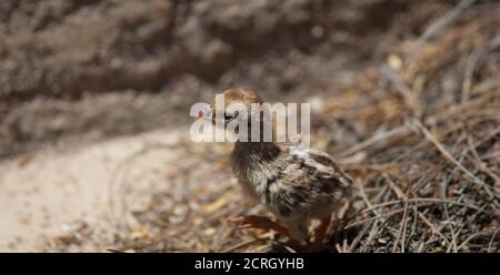 Küken von Rotbeinigen Rebhuhn Alectoris Rufa. Cruz de Pajonales. Der Nublo Rural Park. Tejeda. Gran Canaria. Kanarische Inseln. Spanien. Stockfoto